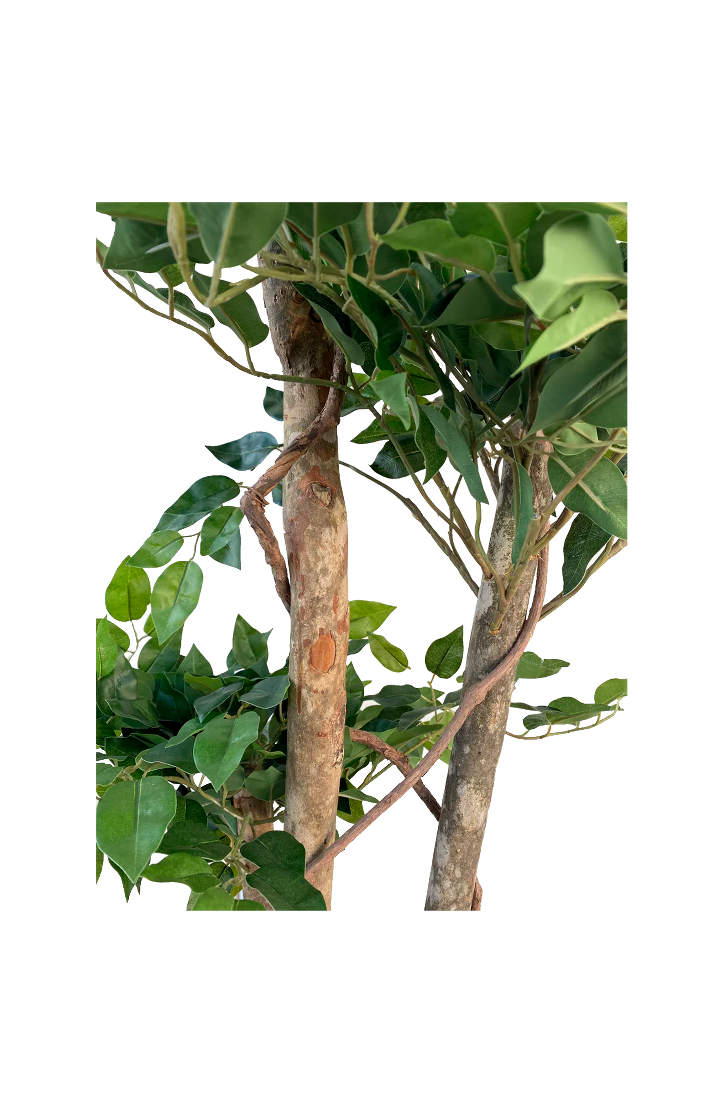 Árbol Ficus 180 cm.