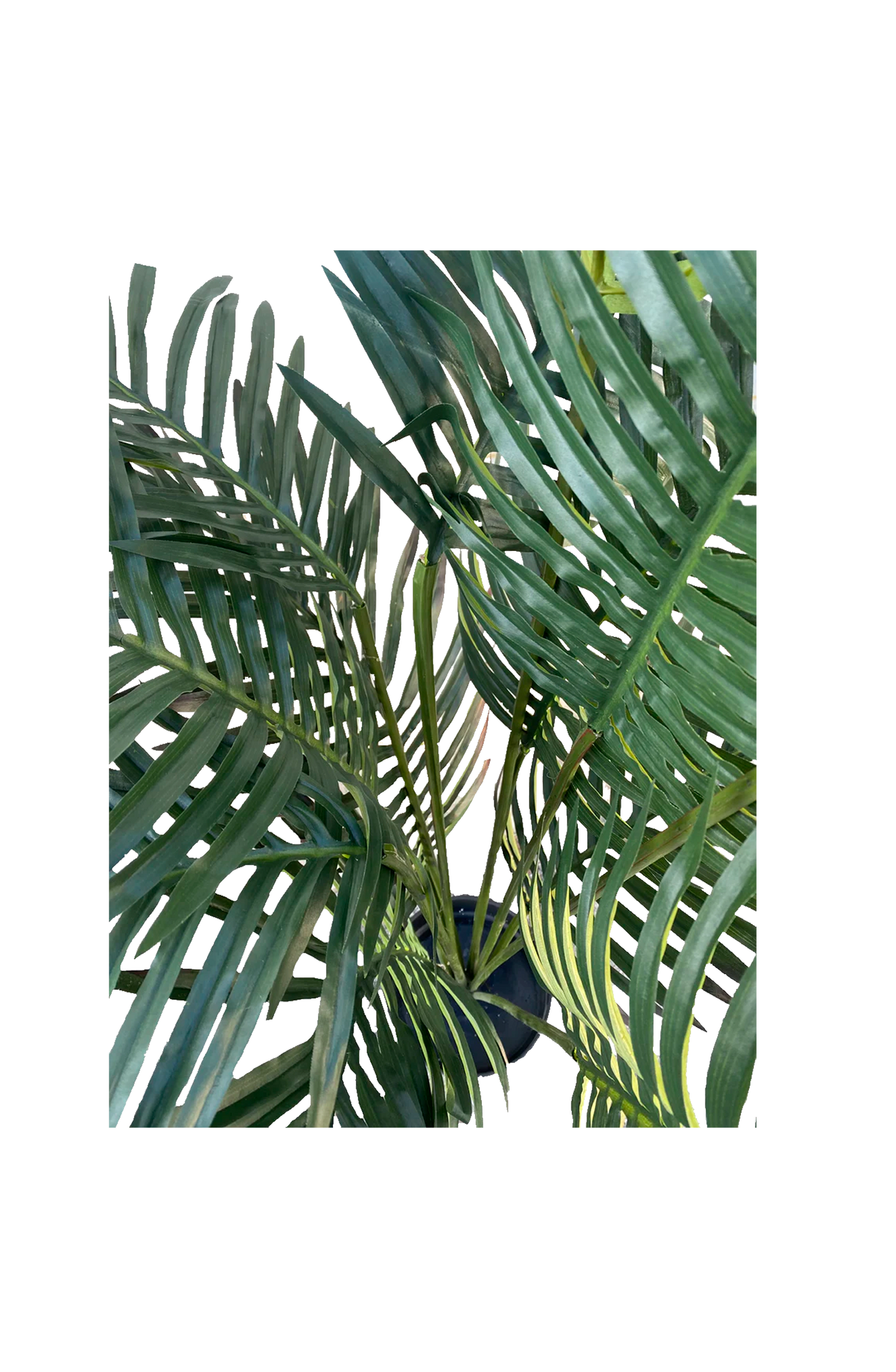 Palmera de Salón 130 cm.