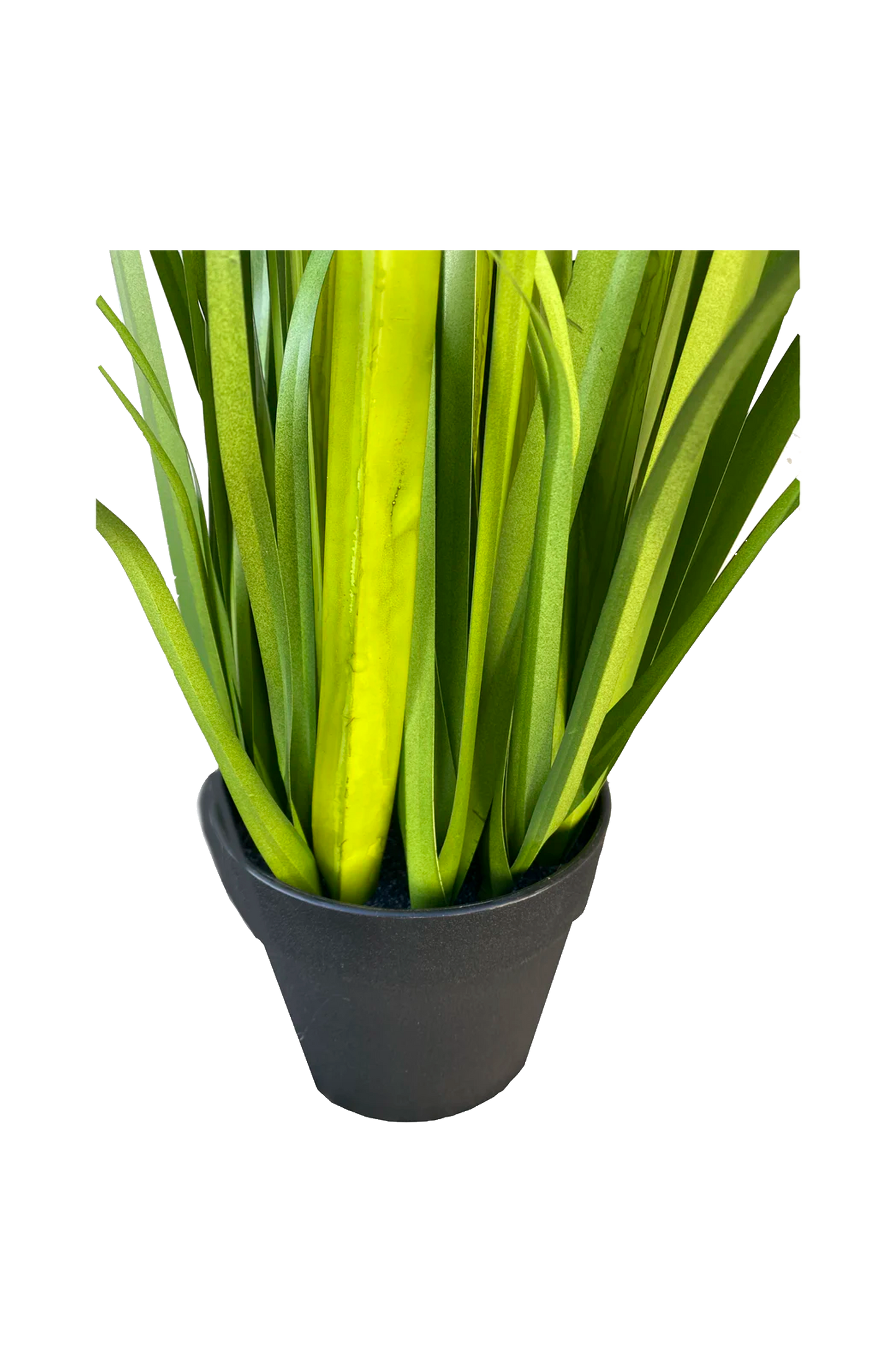 Planta Grass con Flor Crema