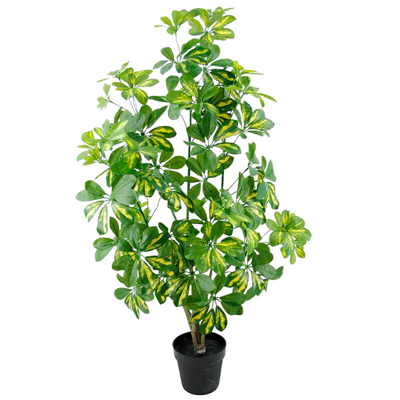 Planta Sheflera 130 cm.