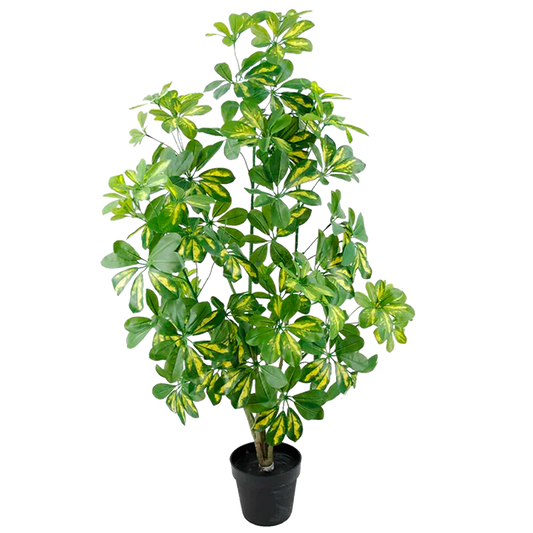 Planta Sheflera 130 cm.